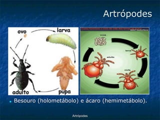 ArtrópodesArtrópodes ■Besouro (holometábolo) e ácaro (hemimetábolo).  