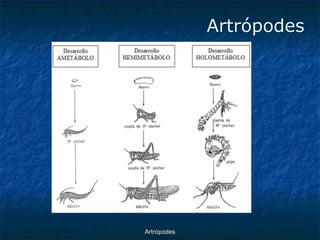 ArtrópodesArtrópodes  