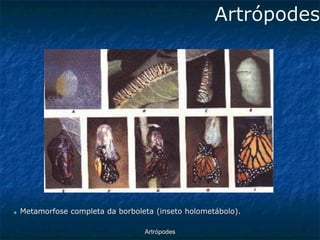 Artrópodes ■Metamorfose completa da borboleta (inseto holometábolo). Artrópodes  