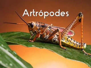 Biologia - Artropodes