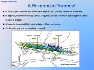 Os insetos possuem em seu abdome os espiráculos, que são pequenas aberturas;
Os espiráculos comunicam-se com as traquéias, que se ramificam até chegar em vários
tecidos e órgãos;
A traquéia leva o oxigênio para todas as células do inseto;
Por isso diz que sua respiração é traqueal.
 