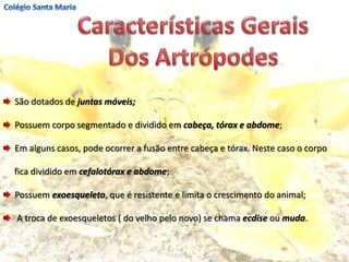 São dotados de juntas móveis;
Possuem corpo segmentado e dividido em cabeça, tórax e abdome;
Em alguns casos, pode ocorrer a fusão entre cabeça e tórax. Neste caso o corpo
fica dividido em cefalotórax e abdome;
Possuem exoesqueleto, que é resistente e limita o crescimento do animal;
A troca de exoesqueletos ( do velho pelo novo) se chama ecdise ou muda.
 