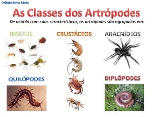 De acordo com suas características, os artrópodes são agrupados em:
 