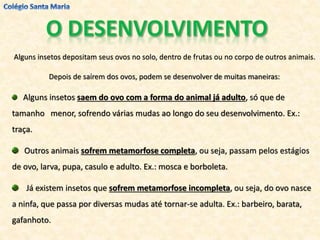 Alguns insetos depositam seus ovos no solo, dentro de frutas ou no corpo de outros animais.
Depois de saírem dos ovos, podem se desenvolver de muitas maneiras:
Alguns insetos saem do ovo com a forma do animal já adulto, só que de
tamanho menor, sofrendo várias mudas ao longo do seu desenvolvimento. Ex.:
traça.
Outros animais sofrem metamorfose completa, ou seja, passam pelos estágios
de ovo, larva, pupa, casulo e adulto. Ex.: mosca e borboleta.
Já existem insetos que sofrem metamorfose incompleta, ou seja, do ovo nasce
a ninfa, que passa por diversas mudas até tornar-se adulta. Ex.: barbeiro, barata,
gafanhoto.
 