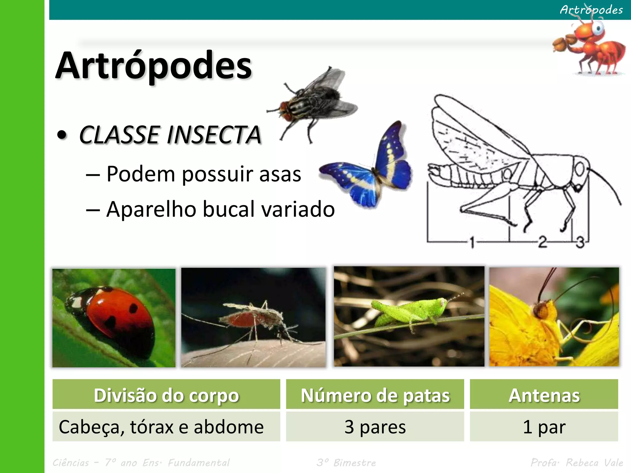 Ciências – 7º ano Ens. Fundamental 3º Bimestre Profa. Rebeca Vale
Artrópodes
Artrópodes
• CLASSE INSECTA
– Podem possuir asas
– Aparelho bucal variado
Divisão do corpo
Cabeça, tórax e abdome
Número de patas
3 pares
Antenas
1 par
 