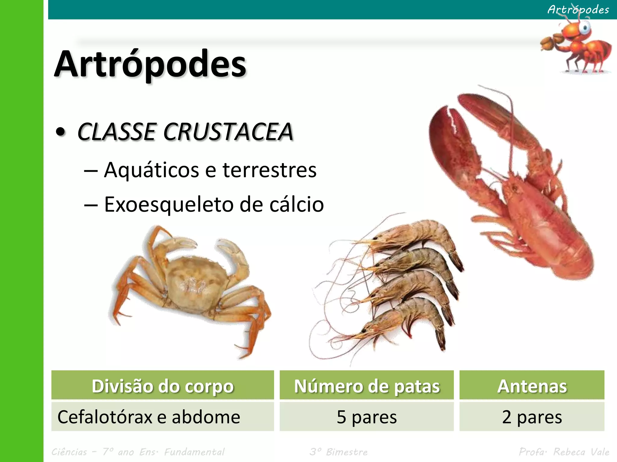 Ciências – 7º ano Ens. Fundamental 3º Bimestre Profa. Rebeca Vale
Artrópodes
Artrópodes
• CLASSE CRUSTACEA
– Aquáticos e terrestres
– Exoesqueleto de cálcio
Divisão do corpo
Cefalotórax e abdome
Número de patas
5 pares
Antenas
2 pares
 