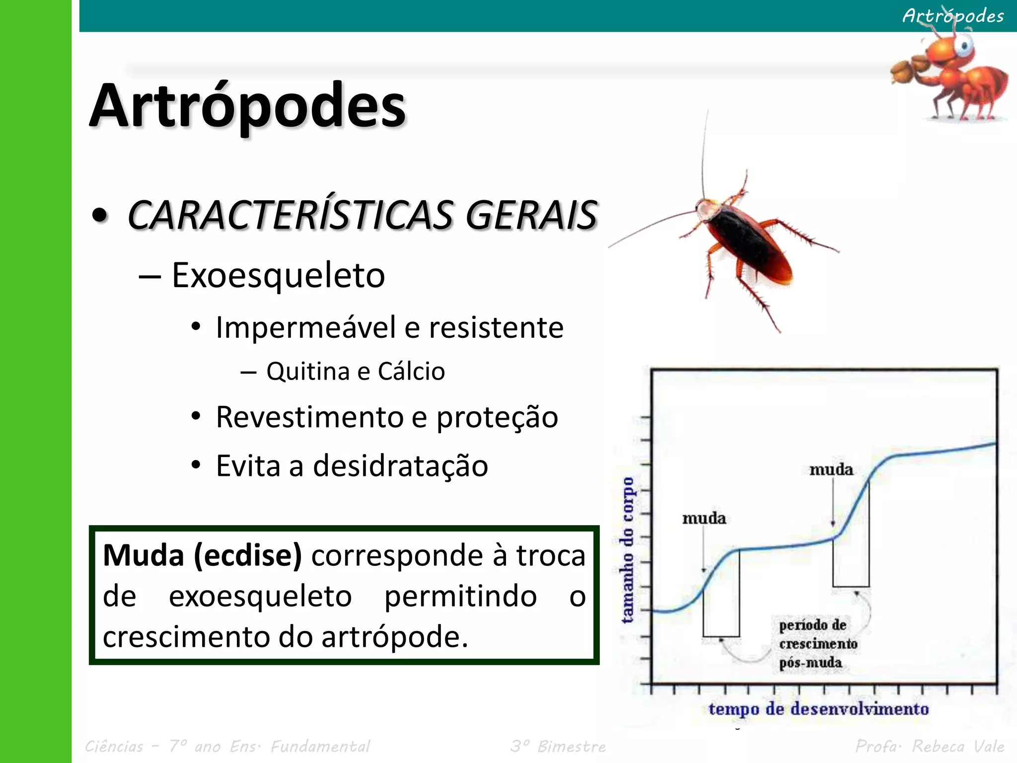 Ciências – 7º ano Ens. Fundamental 3º Bimestre Profa. Rebeca Vale
Artrópodes
• CARACTERÍSTICAS GERAIS
– Exoesqueleto
• Impermeável e resistente
– Quitina e Cálcio
• Revestimento e proteção
• Evita a desidratação
Artrópodes
Muda em cigarra.
Muda (ecdise) corresponde à troca
de exoesqueleto permitindo o
crescimento do artrópode.
 