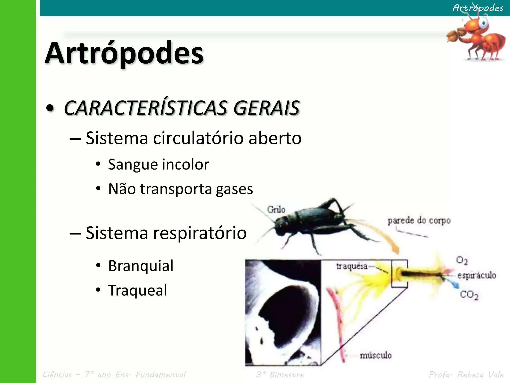 Ciências – 7º ano Ens. Fundamental 3º Bimestre Profa. Rebeca Vale
Artrópodes
• CARACTERÍSTICAS GERAIS
– Sistema circulatório aberto
• Sangue incolor
• Não transporta gases
– Sistema respiratório
• Branquial
• Traqueal
Artrópodes
 