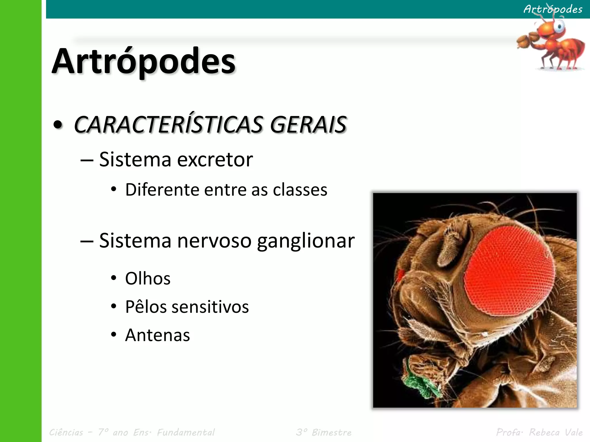 Ciências – 7º ano Ens. Fundamental 3º Bimestre Profa. Rebeca Vale
Artrópodes
• CARACTERÍSTICAS GERAIS
– Sistema excretor
• Diferente entre as classes
– Sistema nervoso ganglionar
• Olhos
• Pêlos sensitivos
• Antenas
Artrópodes
 