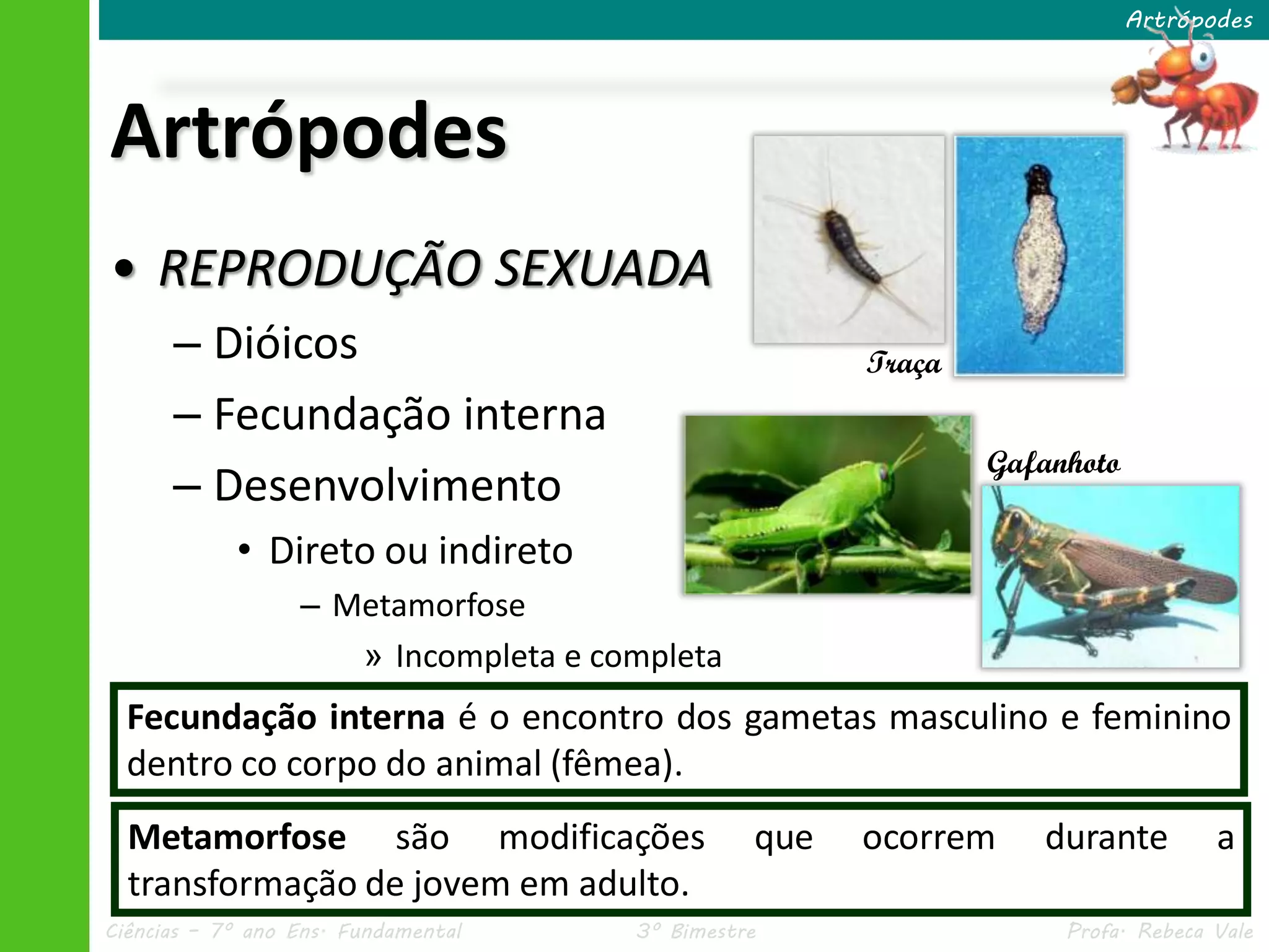 Ciências – 7º ano Ens. Fundamental 3º Bimestre Profa. Rebeca Vale
Artrópodes
• REPRODUÇÃO SEXUADA
– Dióicos
– Fecundação interna
– Desenvolvimento
• Direto ou indireto
– Metamorfose
» Incompleta e completa
Artrópodes
Fecundação interna é o encontro dos gametas masculino e feminino
dentro co corpo do animal (fêmea).
Metamorfose são modificações que ocorrem durante a
transformação de jovem em adulto.
Traça
Gafanhoto
 