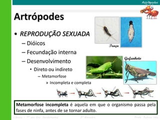 Ciências – 7º ano Ens. Fundamental 3º Bimestre Profa. Rebeca Vale
Artrópodes
• REPRODUÇÃO SEXUADA
– Dióicos
– Fecundação interna
– Desenvolvimento
• Direto ou indireto
– Metamorfose
» Incompleta e completa
Artrópodes
Traça
Gafanhoto
Metamorfose incompleta é aquela em que o organismo passa pela
fases de ninfa, antes de se tornar adulto.
 