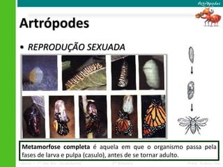 Ciências – 7º ano Ens. Fundamental 3º Bimestre Profa. Rebeca Vale
Artrópodes
• REPRODUÇÃO SEXUADA
– Dióicos
– Fecundação interna
– Desenvolvimento
• Direto ou indireto
– Metamorfose
» Incompleta e completa
Artrópodes
Metamorfose são modificações que ocorrem durante a
transformação de jovem em adulto.
Traça
Metamorfose completa é aquela em que o organismo passa pela
fases de larva e pulpa (casulo), antes de se tornar adulto.
 