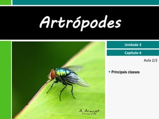Aula 2/2
 Principais classes
Unidade 3
Capítulo 4
Artrópodes
 