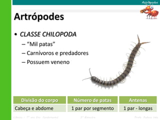 Ciências – 7º ano Ens. Fundamental 3º Bimestre Profa. Rebeca Vale
Artrópodes
Artrópodes
• CLASSE CHILOPODA
– “Mil patas”
– Carnívoros e predadores
– Possuem veneno
Divisão do corpo
Cabeça e abdome
Número de patas
1 par por segmento
Antenas
1 par - longas
 