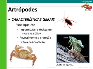 Ciências – 7º ano Ens. Fundamental 3º Bimestre Profa. Rebeca Vale
Artrópodes
• CARACTERÍSTICAS GERAIS
– Exoesqueleto
• Impermeável e resistente
– Quitina e Cálcio
• Revestimento e proteção
• Evita a desidratação
Artrópodes
Muda em cigarra.
 