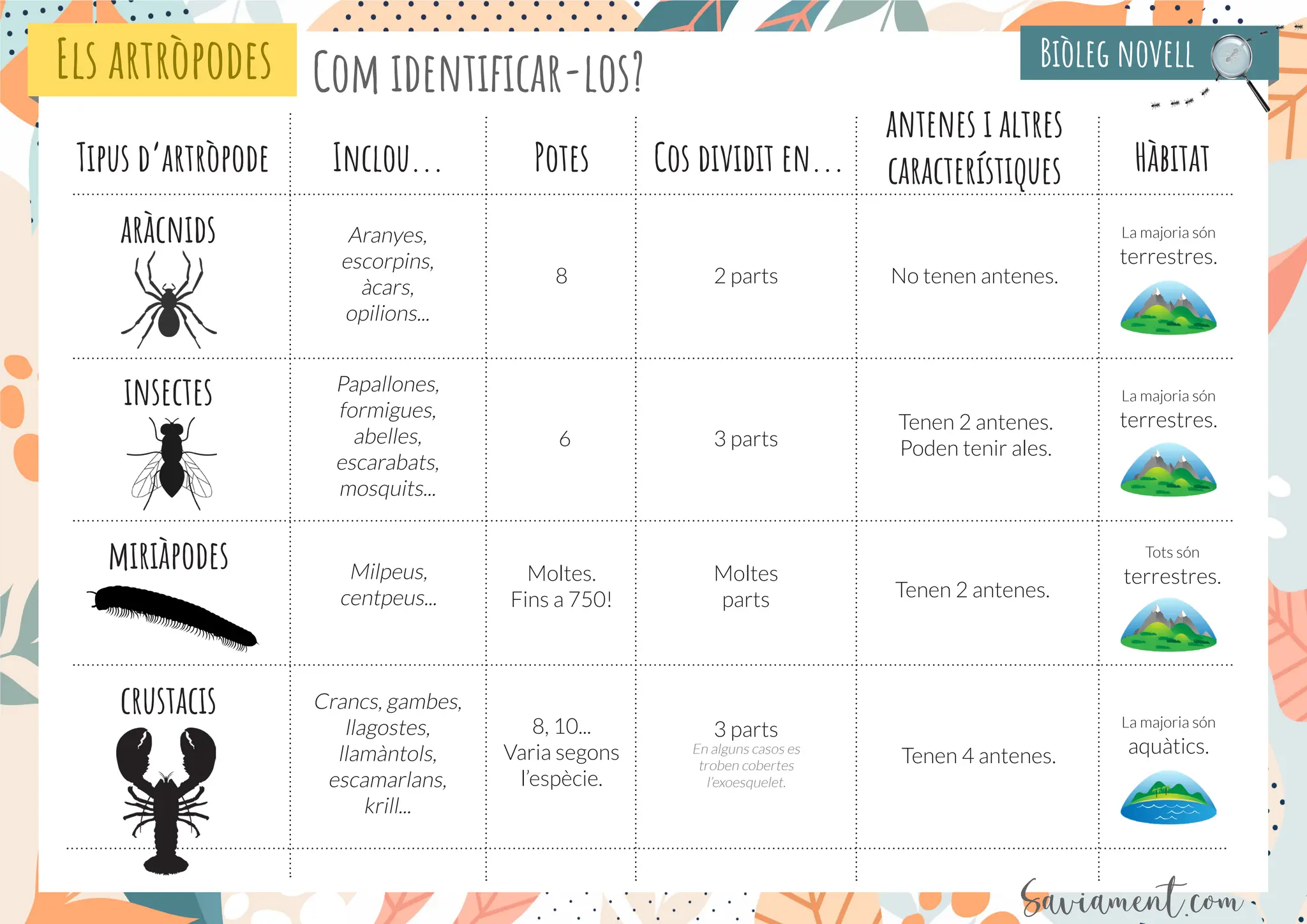 Artropode Insectes Artropodes-Com-identificar-los.pdf medi 4t primària | PDF