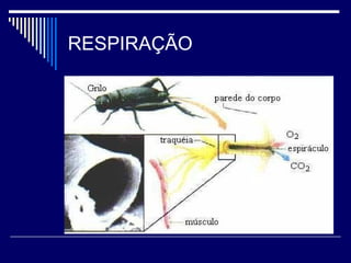 RESPIRAÇÃO
 