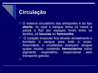 Circulação
 O sistema circulatório dos artrópodes é do tipo
aberto, no qual o sangue deixa os vasos e
passa a fluir por espaços livres entre os
tecidos, as lacunas ou hemoceles.
 O coração muscular fica situado dorsalmente e
bombeia o sangue para todo o corpo.
Aracnídeos e crustáceos possuem sangue
quase incolor, contendo hemocianina como
pigmento respiratório, responsável pelo
transporte gasoso.

 