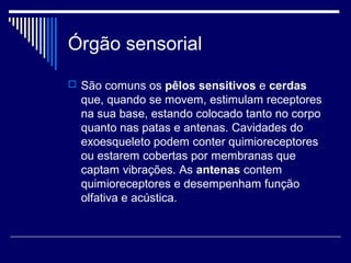 Órgão sensorial
 São comuns os pêlos sensitivos e cerdas
que, quando se movem, estimulam receptores
na sua base, estando colocado tanto no corpo
quanto nas patas e antenas. Cavidades do
exoesqueleto podem conter quimioreceptores
ou estarem cobertas por membranas que
captam vibrações. As antenas contem
quimioreceptores e desempenham função
olfativa e acústica.
 