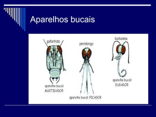 Aparelhos bucais
 