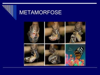 METAMORFOSE
 