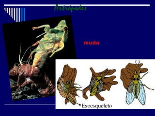 muda
Artrópodes
 