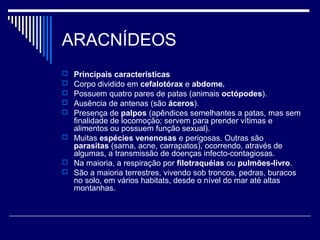 ARACNÍDEOS
 Principais características
 Corpo dividido em cefalotórax e abdome.
 Possuem quatro pares de patas (animais octópodes).
 Ausência de antenas (são áceros).
 Presença de palpos (apêndices semelhantes a patas, mas sem
finalidade de locomoção; servem para prender vítimas e
alimentos ou possuem função sexual).
 Muitas espécies venenosas e perigosas. Outras são
parasitas (sarna, acne, carrapatos), ocorrendo, através de
algumas, a transmissão de doenças infecto-contagiosas.
 Na maioria, a respiração por filotraquéias ou pulmões-livro.
 São a maioria terrestres, vivendo sob troncos, pedras, buracos
no solo, em vários habitats, desde o nível do mar até altas
montanhas.
 