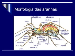 Morfologia das aranhas
 