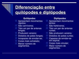 Diferenciação entre
quilópodes e diplópodes
Quilópodes
 Apresentam movimentos
rápidos;
 São carnívoros;
 Têm um par de antenas
longas;
 Produzem veneno;
 Dotados de patas longas;
 Incapazes de enrolar-se;
 Corpo mais achatado;
 Menor número de
segmentos.
Diplópodes
 Apresentam movimentos
lentos;
 São herbívoros;
 Têm um par de antenas
curtas;
 Não produzem veneno;
 Dotados de patas curtas;
 Capazes de enrolar-se
em espiral;
 Corpo mais circular;
 Maior número de
segmentos.
 