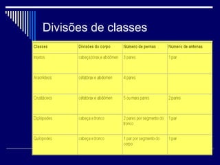 Divisões de classes
 