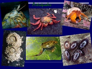Artrópodes
 