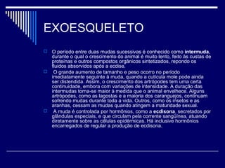 EXOESQUELETO
 O período entre duas mudas sucessivas é conhecido como intermuda,
durante o qual o crescimento do animal é muito lento, feito às custas de
proteínas e outros compostos orgânicos sintetizados, repondo os
fluidos absorvidos após a ecdise.
 O grande aumento de tamanho e peso ocorro no período
imediatamente seguinte à muda, quando a cutícula mole pode ainda
ser distendida. Assim, o crescimento dos artrópodes tem uma certa
continuidade, embora com variações de intensidade. A duração das
intermudas torna-se maior à medida que o animal envelhece. Alguns
artrópodes, como as lagostas e a maioria dos caranguejos, continuam
sofrendo mudas durante toda a vida. Outros, como os insetos e as
aranhas, cessam as mudas quando atingem a maturidade sexual.
 A muda é controlada por hormônios, como a ecdisona, secretados por
glândulas especiais, e que circulam pela corrente sangüínea, atuando
diretamente sobre as células epidérmicas. Há inclusive hormônios
encarregados de regular a produção de ecdisona.
 