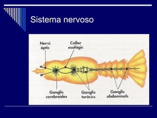 Sistema nervoso
 