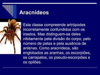 Aracnídeos
 Esta classe compreende artrópodes
incorretamente confundidos com os
insetos. Mas distinguem-se deles
nitidamente pela divisão do corpo, pelo
número de patas e pela ausência de
antenas. Como aracnídeos, são
englobados as aranhas, os escorpiões,
os carrapatos, os pseudo-escorpiões e
os opilões.
 