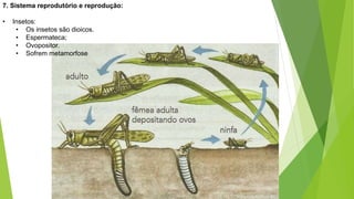 artropodes 20 .fisiologia.pptx