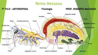 Reino Metazoa
7º FILO – ARTHROPODA Fisiologia PROF. ROBERTO MACHADO
 