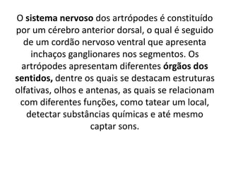 O sistema nervoso dos artrópodes é constituído
por um cérebro anterior dorsal, o qual é seguido
de um cordão nervoso ventral que apresenta
inchaços ganglionares nos segmentos. Os
artrópodes apresentam diferentes órgãos dos
sentidos, dentre os quais se destacam estruturas
olfativas, olhos e antenas, as quais se relacionam
com diferentes funções, como tatear um local,
detectar substâncias químicas e até mesmo
captar sons.
 