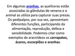 Em algumas aranhas, as quelíceras estão
associadas às glândulas de veneno e o
animal as utiliza para capturar suas presas.
Os pedipalpos, por sua vez, apresentam
diferentes funções, participando da
alimentação, reprodução, defesa e
sensibilidade. Podemos citar como
exemplos de aracnídeos os carrapatos,
ácaros, escorpiões e aranhas.
 