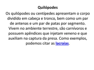 Quilópodes
Os quilópodes ou centípedes apresentam o corpo
dividido em cabeça e tronco, bem como um par
de antenas e um par de patas por segmento.
Vivem no ambiente terrestre, são carnívoros e
possuem apêndices que injetam veneno e que
auxiliam na captura da presa. Como exemplos,
podemos citar as lacraias.
 