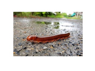 artropodes 2021(1).pptx