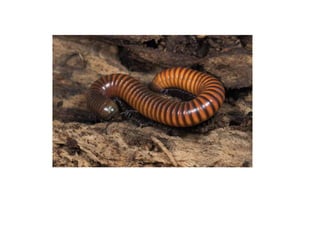 artropodes 2021(1).pptx