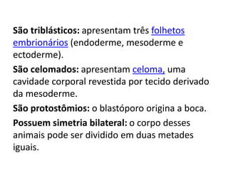 São triblásticos: apresentam três folhetos
embrionários (endoderme, mesoderme e
ectoderme).
São celomados: apresentam celoma, uma
cavidade corporal revestida por tecido derivado
da mesoderme.
São protostômios: o blastóporo origina a boca.
Possuem simetria bilateral: o corpo desses
animais pode ser dividido em duas metades
iguais.
 
