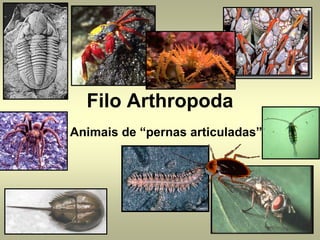 Filo Arthropoda
Animais de “pernas articuladas”
 