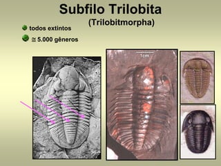 Subfilo Trilobita
                  (Trilobitmorpha)
todos extintos
≅ 5.000 gêneros
 