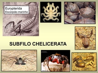 Eurypterida
Escorpião marinho




   SUBFILO CHELICERATA
 