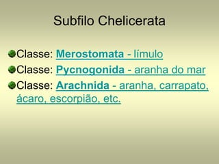 Subfilo Chelicerata

Classe: Merostomata - límulo
Classe: Pycnogonida - aranha do mar
Classe: Arachnida - aranha, carrapato,
ácaro, escorpião, etc.
 
