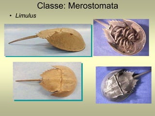 Classe: Merostomata
• Limulus
 