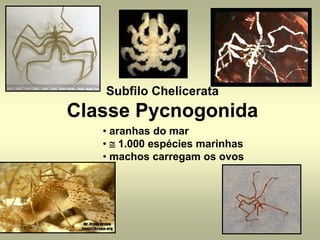 Subfilo Chelicerata
Classe Pycnogonida
   • aranhas do mar
   • ≅ 1.000 espécies marinhas
   • machos carregam os ovos
 
