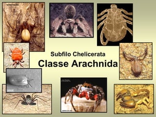 Subfilo Chelicerata
Classe Arachnida
 