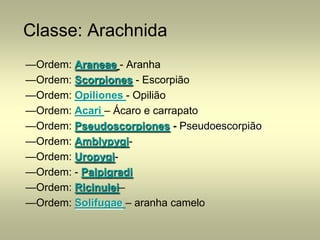 Classe: Arachnida
—Ordem: Araneae - Aranha
—Ordem: Scorpiones - Escorpião
—Ordem: Opiliones - Opilião
—Ordem: Acari – Ácaro e carrapato
—Ordem: Pseudoscorpiones - Pseudoescorpião
—Ordem: Amblypygi-
—Ordem: Uropygi-
—Ordem: - Palpigradi
—Ordem: Ricinulei–
—Ordem: Solifugae – aranha camelo
 